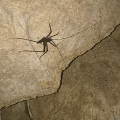 Square-legged Camel Cricket thumbnail 3