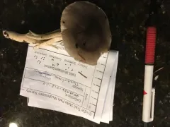 Tricholoma mutabile thumbnail 4