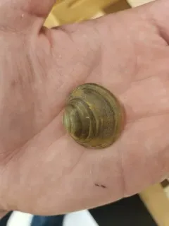 Round Hickorynut thumbnail 3