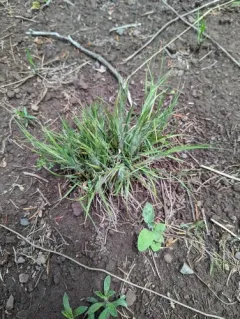 one-spike oat grass thumbnail 2