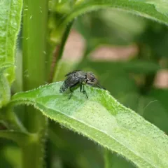 Dancing Kiss Fly thumbnail 2