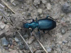 Philophuga viridis thumbnail 1