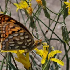 Coronis Fritillary thumbnail 2