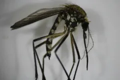 Golden Bog Mosquito thumbnail 2
