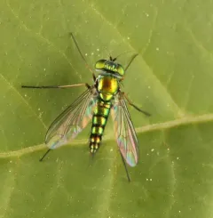 Condylostylus caudatus thumbnail 3