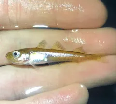 Alaska Pollock thumbnail 3