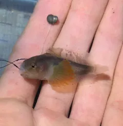 Soft Sculpin thumbnail 2