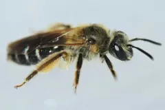 Plated Miner Bee thumbnail 2
