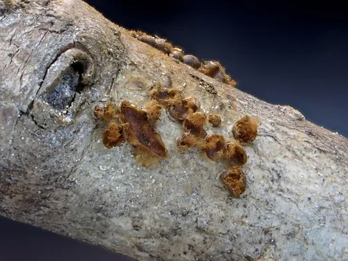 Hemitrichia montana