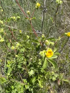John Day cinquefoil thumbnail 2