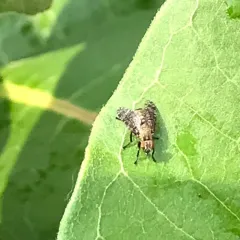 Dancing Kiss Fly thumbnail 3