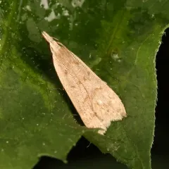 Spotted Dichomeris Moth thumbnail 3