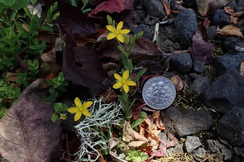 Trailing St John's-wort