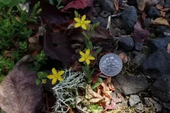 Trailing St John's-wort thumbnail 1