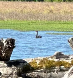 Black Swan thumbnail 3