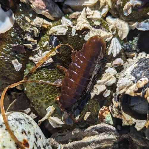 Rockweed isopod