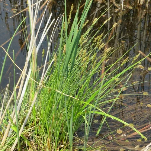 lesser tussock sedge