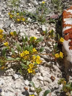 yellow phacelia thumbnail 3