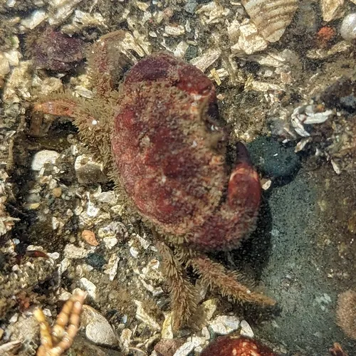 Pygmy Rock Crab