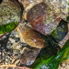 Northern Clingfish thumbnail 2
