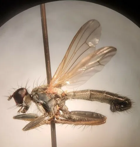 Cordilura confusa