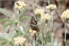 Black-Spotted Gem thumbnail 1