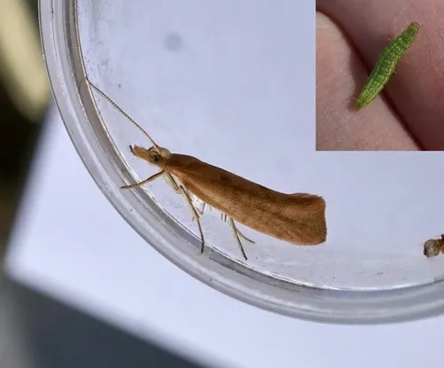 Ypsolopha cervella