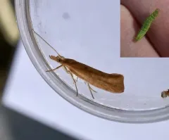 Ypsolopha cervella thumbnail 1
