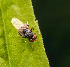 Berkshiria albistylum thumbnail 2