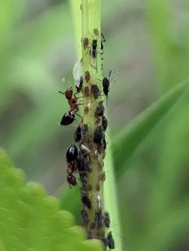 Aphis thaspii