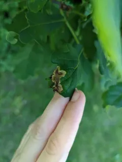 Oak Shothole Leafminer thumbnail 2