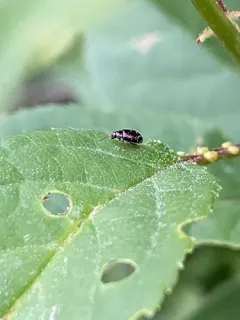 Violet Flea Beetle thumbnail 3
