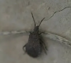 Ceraleptus denticulatus thumbnail 3