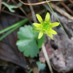 Lapland Buttercup thumbnail 4