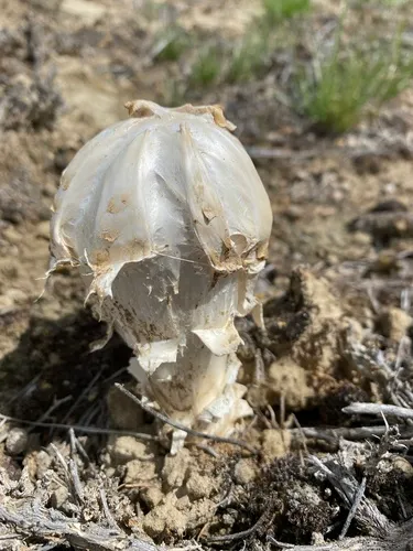Desert Shaggymane