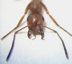 Bent-haired Mound Ant thumbnail 2