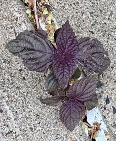 beefsteak plant thumbnail 3