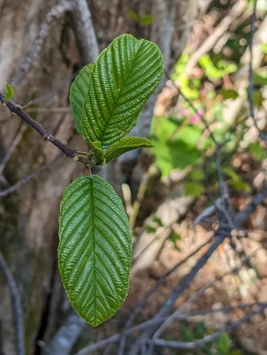 white alder