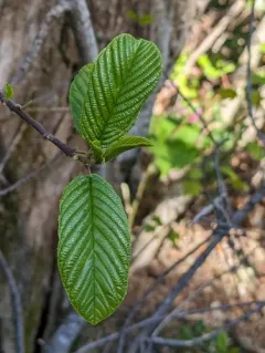 white alder thumbnail 1