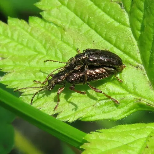 Shoemaker's reed beetle