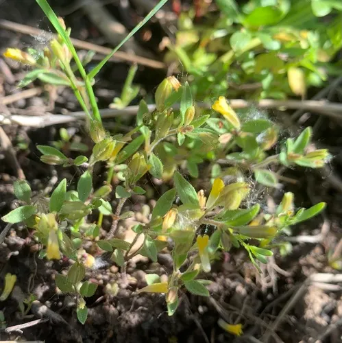 shortflower monkeyflower