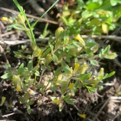 shortflower monkeyflower thumbnail 1