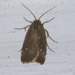 Miranda Moth thumbnail 2