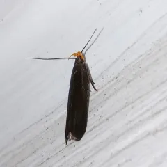 Dichomeris purpureofusca thumbnail 4