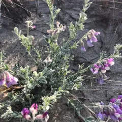 silky beach pea thumbnail 4