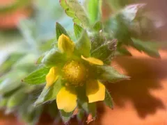 biennial cinquefoil thumbnail 3