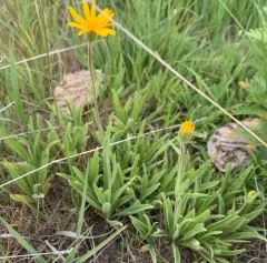 twin arnica thumbnail 2