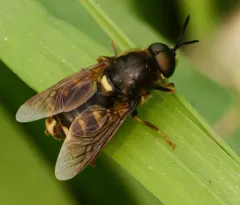 Stratiomys lativentris thumbnail 2