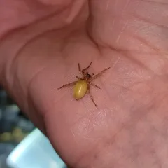 garden ghost spider thumbnail 3