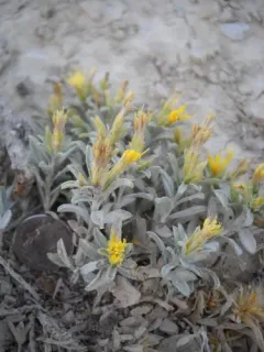 Winward goldenbush thumbnail 2